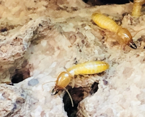 Subterranean Termite